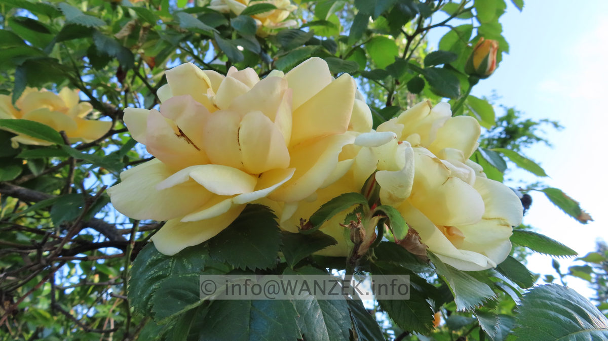 Strauchrose Maigold 02.JPG